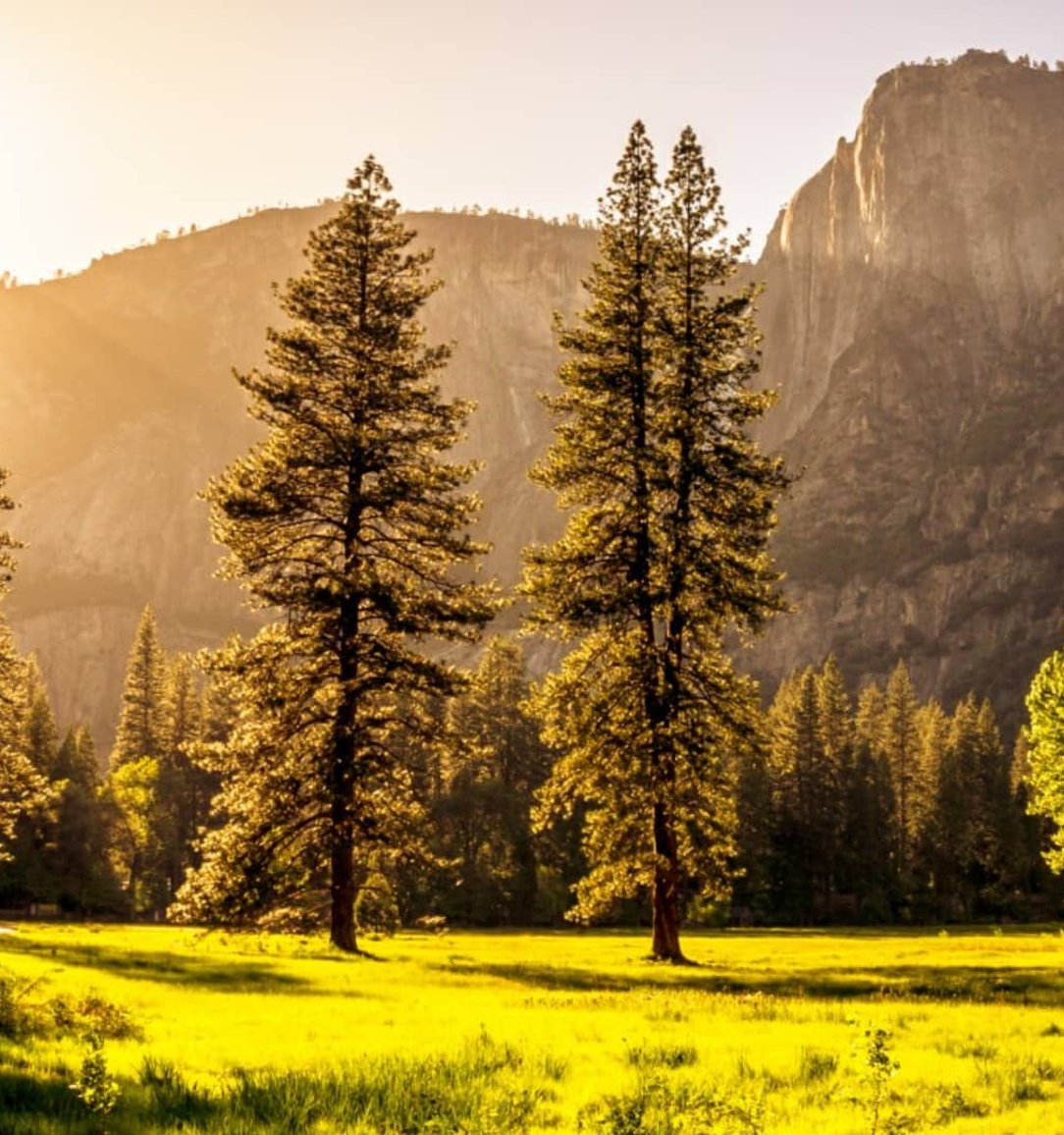 Trees and mountain in sunny nature landscape.